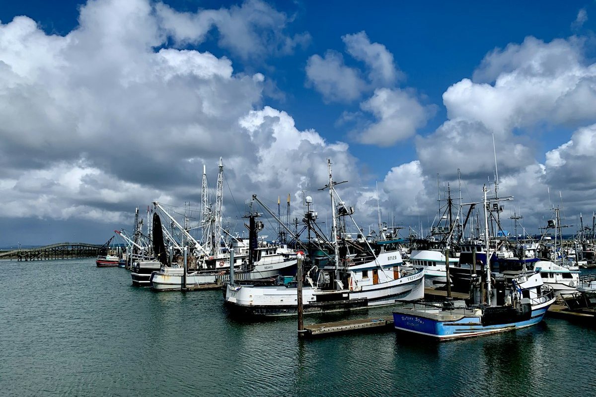 Fishing fleet in a harbour